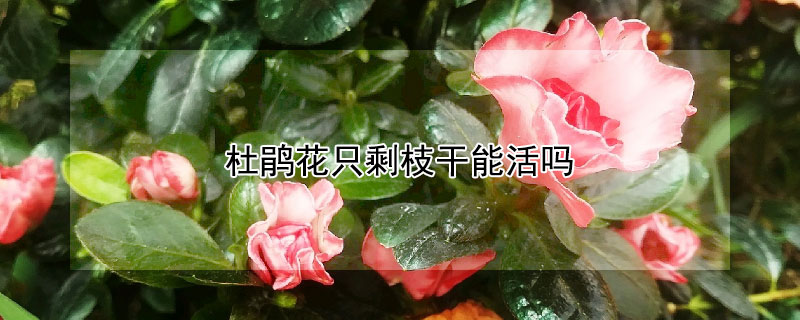 杜鹃花只剩枝干能活吗 杜鹃花干花枝可以活吗