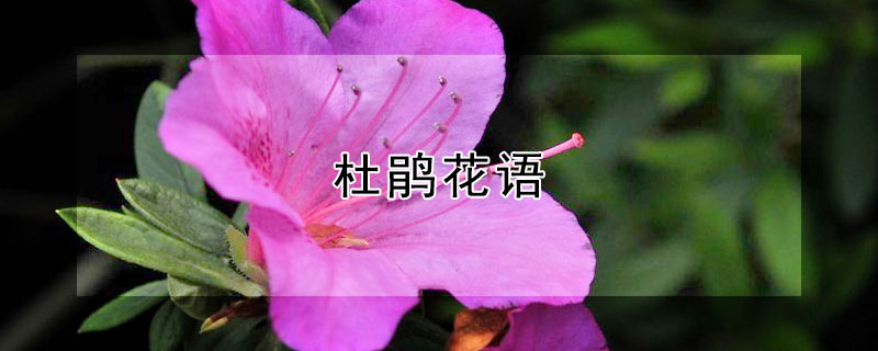 杜鹃花语 皋月杜鹃花语