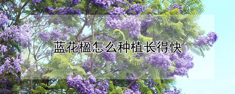 蓝花楹怎么种植长得快（蓝花楹生长快吗）