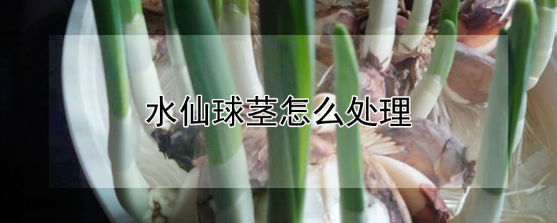 水仙球茎怎么处理（水仙花球的处理方法）