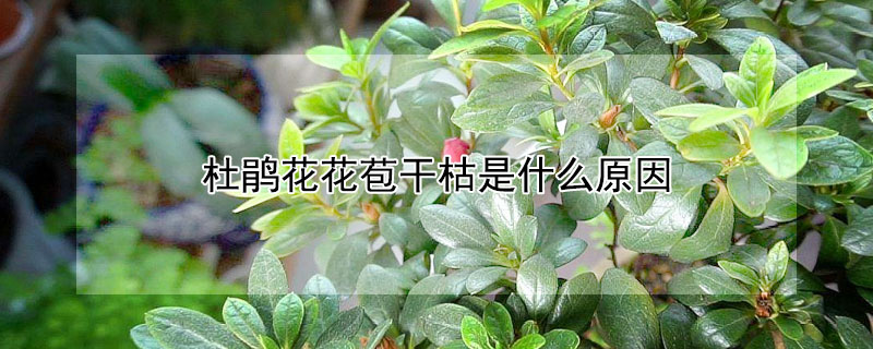 杜鹃花花苞干枯是什么原因 杜鹃花的花苞干枯