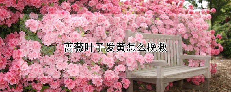 蔷薇叶子发黄怎么挽救（蔷薇花叶子发黄怎么补救）