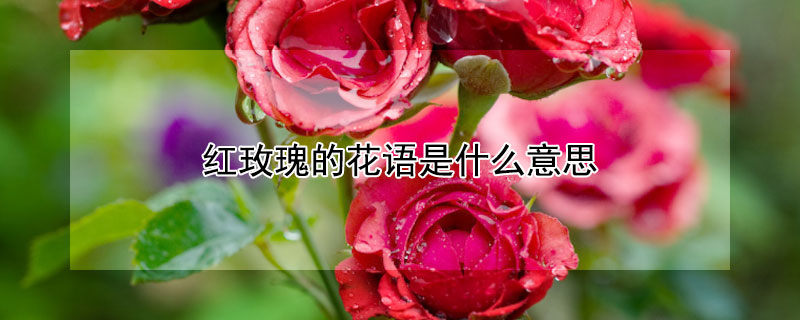 红玫瑰的花语是什么意思（33朵红玫瑰的花语是什么意思）