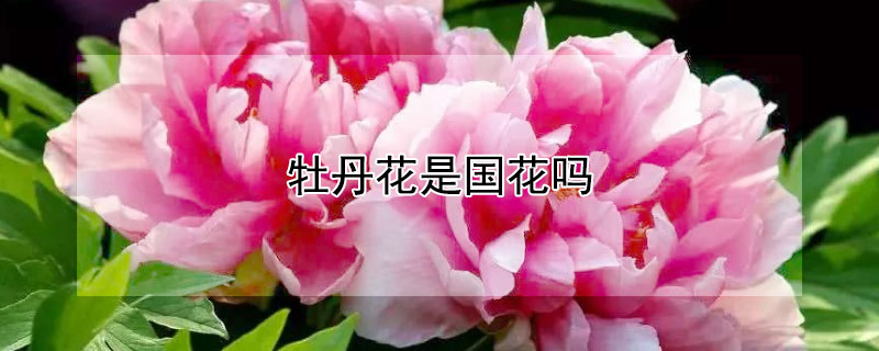 牡丹花是国花吗（牡丹的国花是什么花）