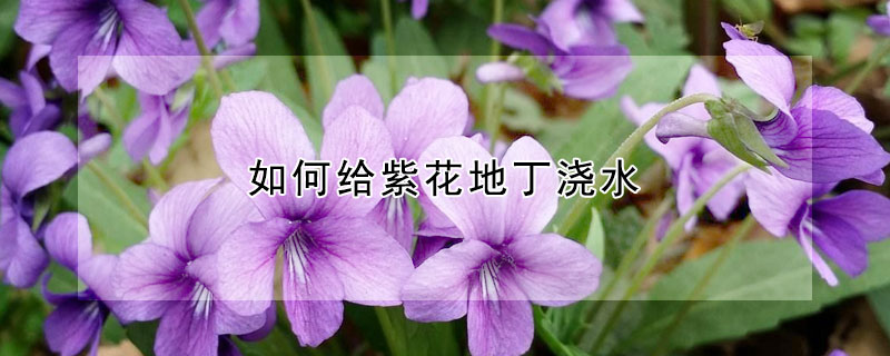 如何给紫花地丁浇水 紫花地丁怎么养护