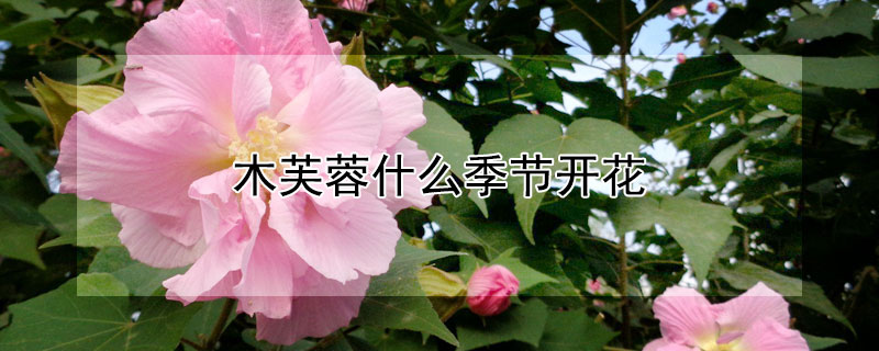 木芙蓉什么季节开花 木芙蓉花几月份开花