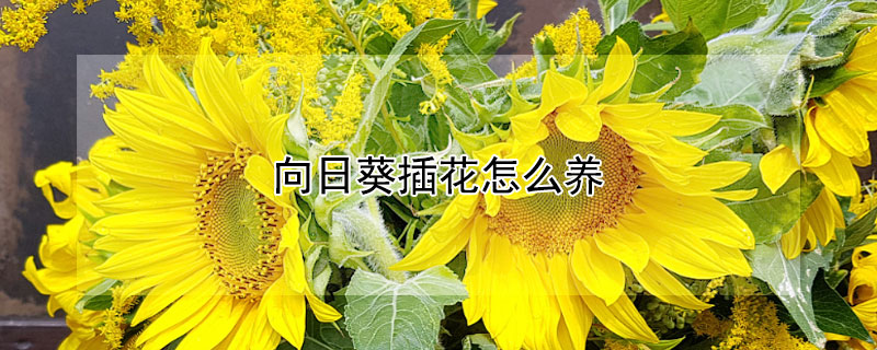 向日葵插花怎么养（向日葵插花怎么养花期长）