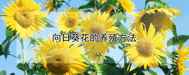 向日葵花的养殖方法 向日葵养花技巧