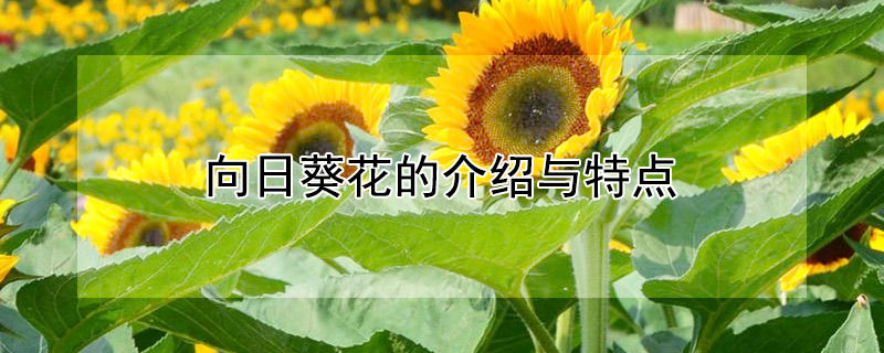 向日葵花的介绍与特点 向日葵花介绍和特点