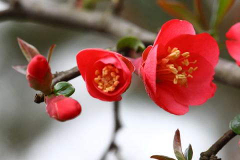 长寿冠海棠几月份开始长花芽