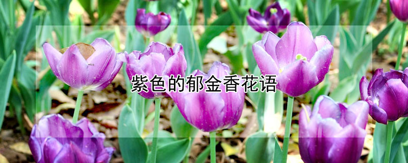 紫色的郁金香花语（郁金香颜色花语）