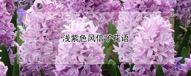 浅紫色风信子花语 紫粉色风信子花语