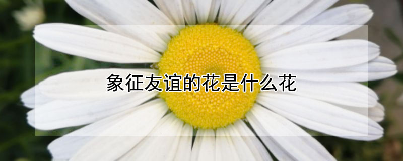 象征友谊的花是什么花（象征友谊的花是什么花?）