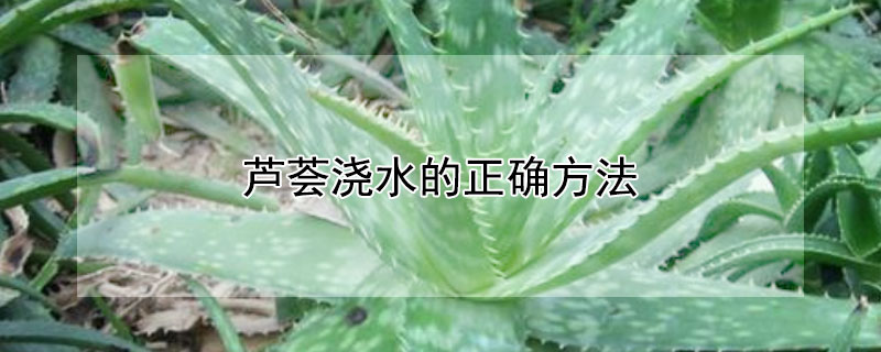 芦荟浇水的正确方法（芦荟的正确浇水方式）