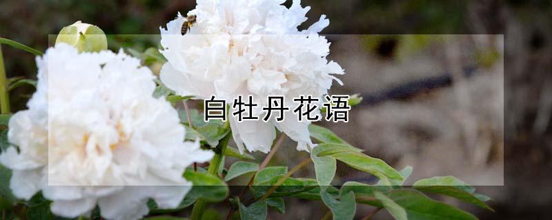 白牡丹花语 白牡丹花语伤感