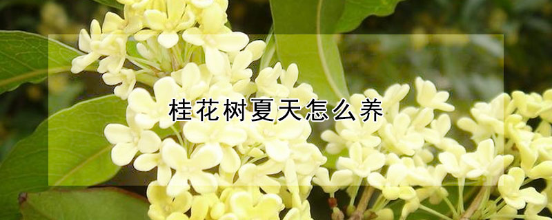 桂花树夏天怎么养（夏天栽桂花树注意什么）