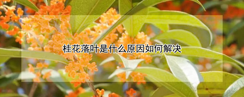 桂花落叶是什么原因如何解决（桂花叶子全落了是什么原因）