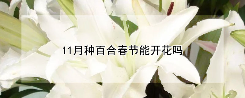 11月种百合春节能开花吗（百合11月份还会开花吗）