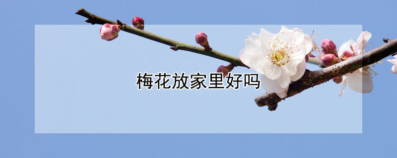 梅花放家里好吗 梅花放家里好不好