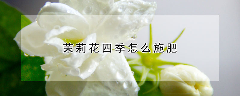 茉莉花四季怎么施肥 茉莉花什么季节施肥好