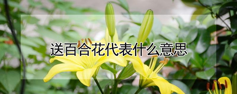 送百合花代表什么意思（女生送百合花代表什么意思）