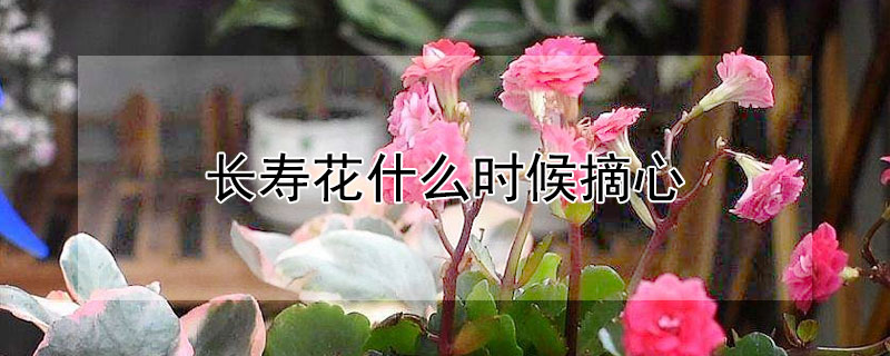 长寿花什么时候摘心（长寿花什么时候摘心最合适）