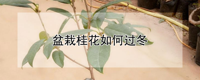 盆栽桂花如何过冬（盆栽桂花冬天能在室外过冬吗）