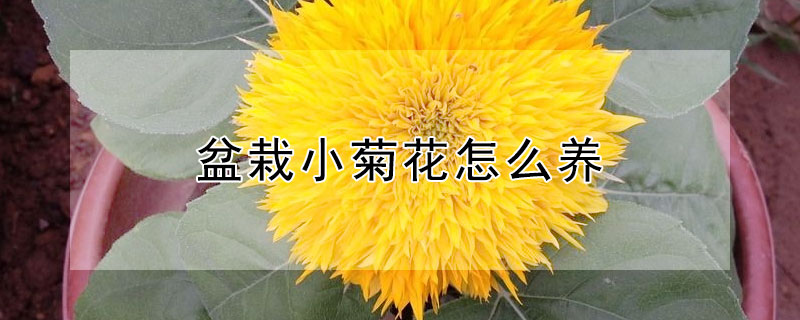 盆栽小菊花怎么养（盆栽小菊花怎么养图片）