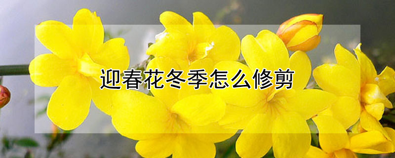 迎春花冬季怎么修剪（迎春花秋季需要修剪吗?怎么剪）