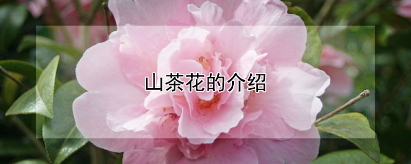 山茶花的介绍（山茶花的介绍资料）