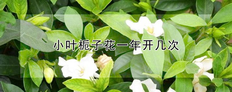 小叶栀子花一年开几次（小叶栀子花开几次花）