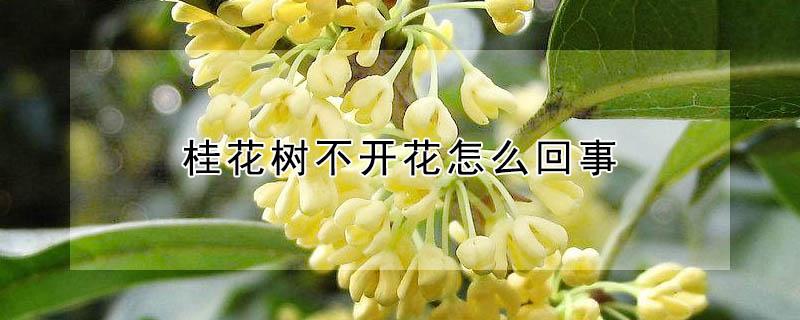 桂花树不开花怎么回事 桂花树为什么不开花咋回事