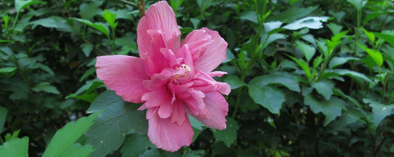 木槿花花语是什么意思（木槿花花语是什么意思 寓意）