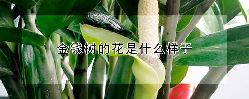 金钱树的花是什么样子（金钱树的叶子花）