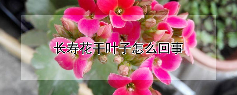 长寿花干叶子怎么回事（长寿花叶子边缘干枯是怎么回事）