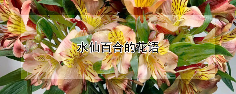 水仙百合的花语（水仙百合的花语是什么意思）