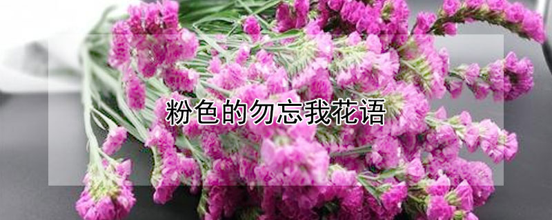 粉色的勿忘我花语（勿忘我粉紫花语）