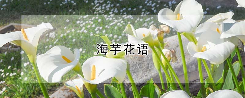 海芋花语（黑色海芋花语）