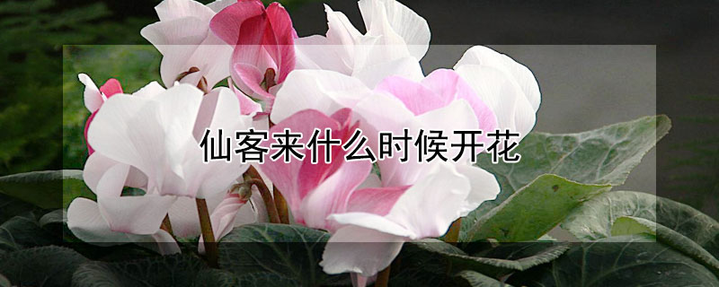 仙客来什么时候开花（仙客来多长时间开花）