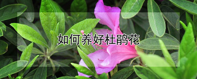 如何养好杜鹃花 如何养好杜鹃花秋季