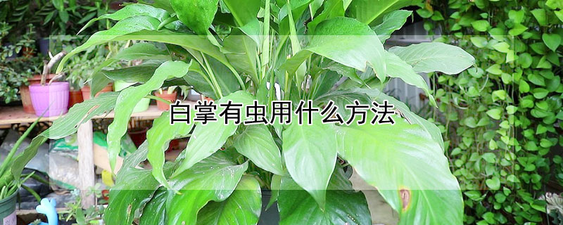 白掌有虫用什么方法（白掌有虫害什么样子）