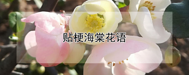 贴梗海棠花语 贴梗海棠花寓意