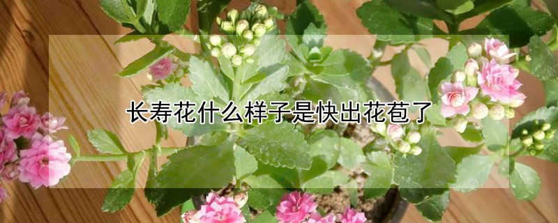 长寿花什么样子是快出花苞了（长寿花要出花苞是什么样子）