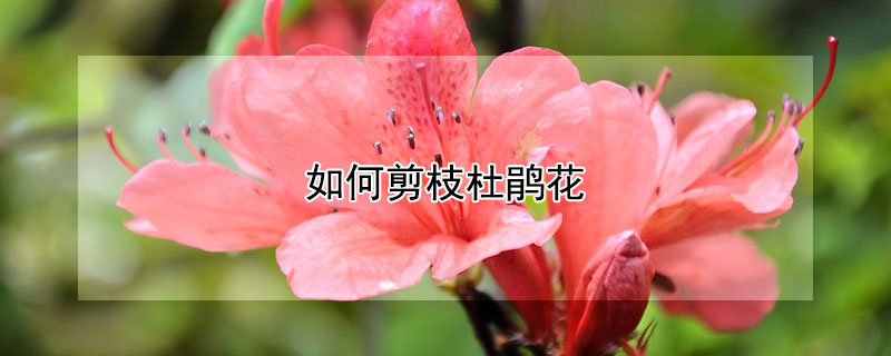 如何剪枝杜鹃花（怎么给杜鹃花剪枝）