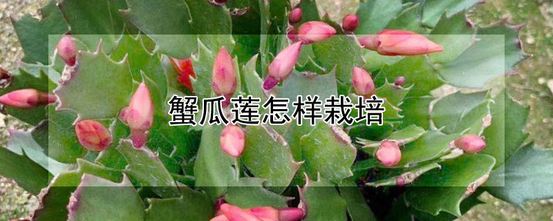 蟹瓜莲怎样栽培（蟹爪莲怎样栽培）