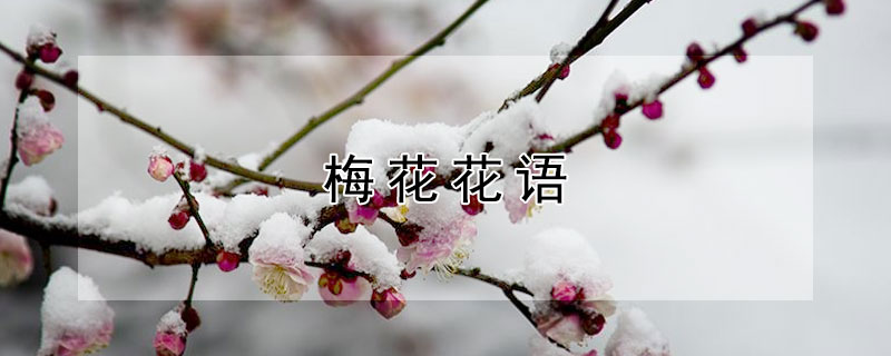 梅花花语（梅花花语是什么意思）