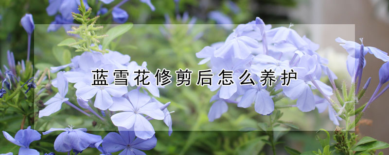 蓝雪花修剪后怎么养护 蓝雪花要怎么修剪