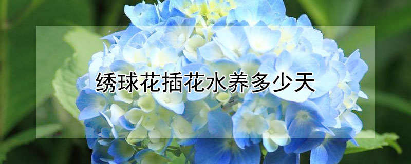 绣球花插花水养多少天（绣球花水养放多少水）