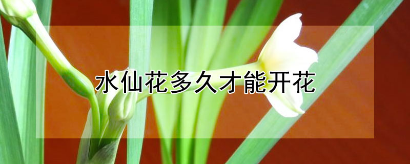 水仙花多久才能开花 水仙花多久开花?