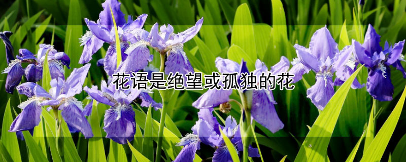 花语是绝望或孤独的花（花语是绝望悲伤的花常见的）